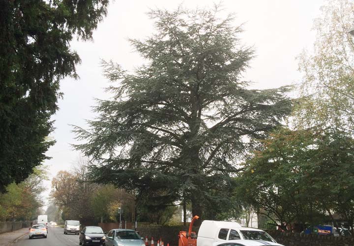 Crown Reductions Poplar Tree