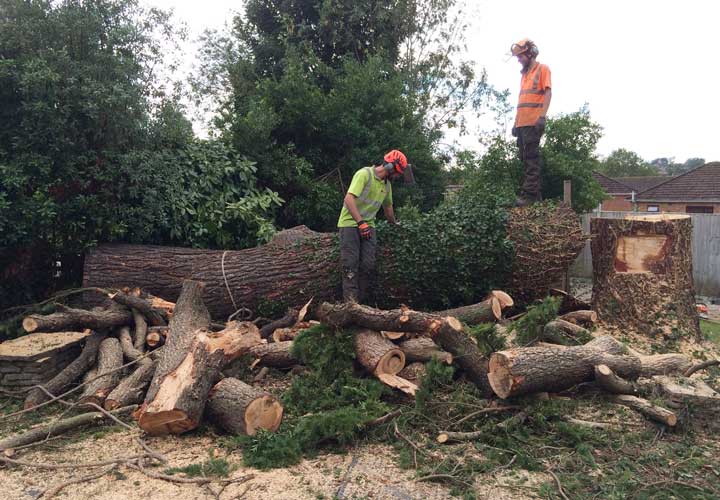 Crown Reductions - Deader Cedar