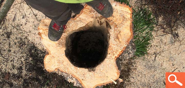 Tree Removal - Lime