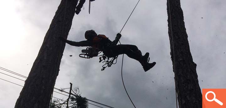 Tree Removal - Pine A38