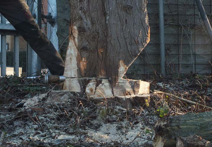 Site Clearance